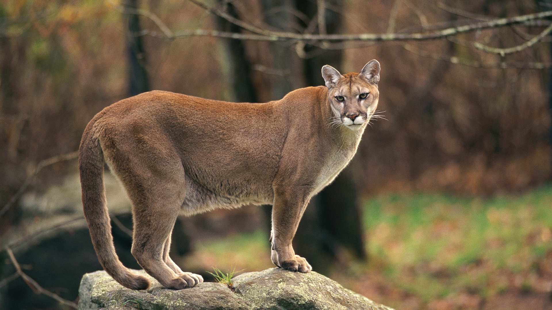 A cougar standing on a rock in the forest.