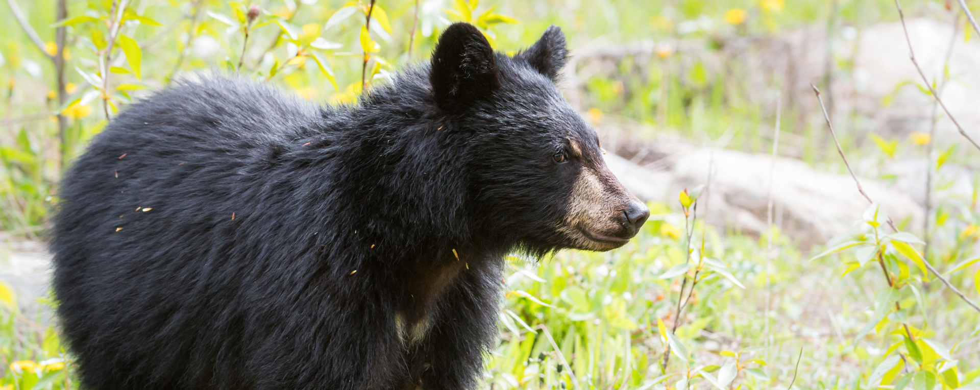 A black bear in long grass.