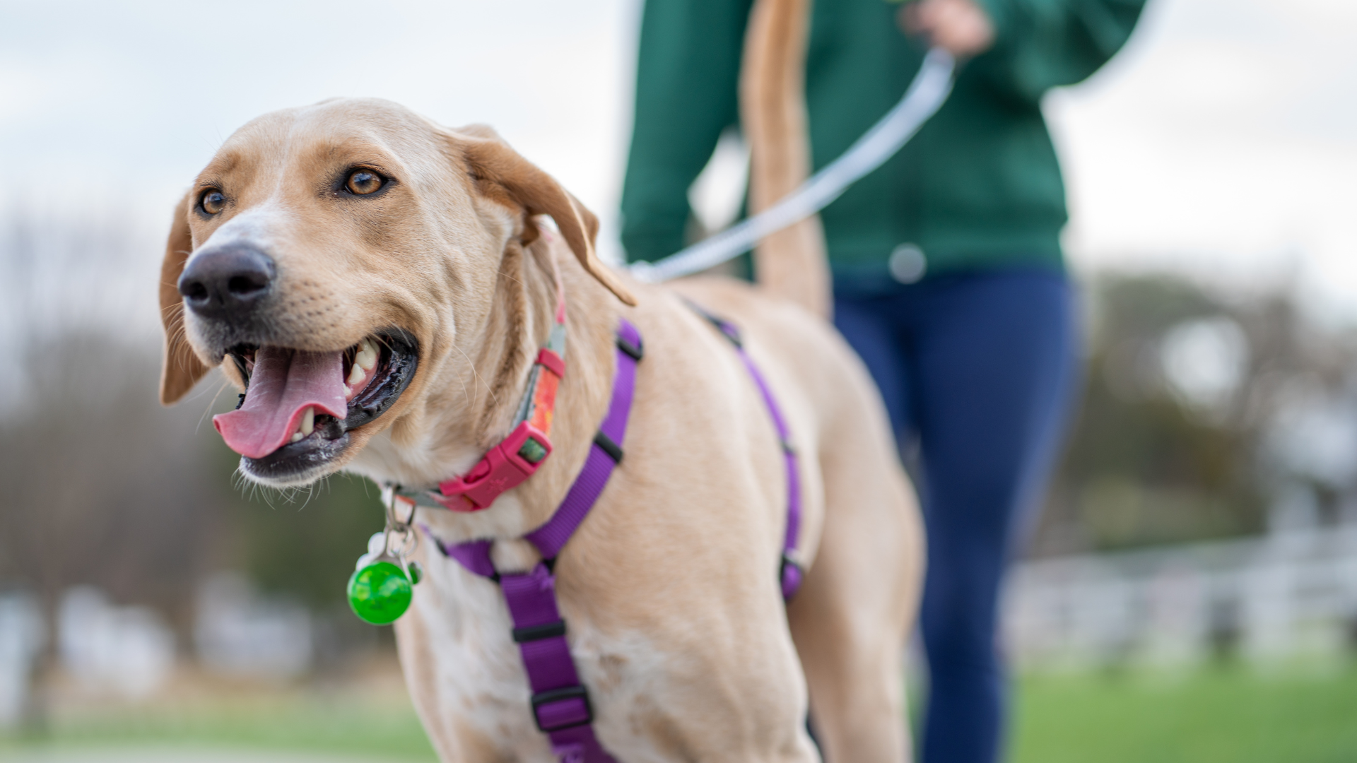 A dog on a leash with a person holding the leash behind it.