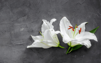 Flags in mourning Tumbler Ridge