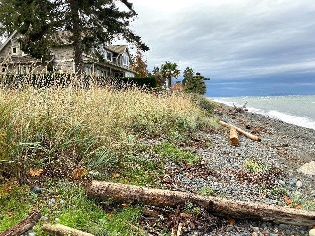 Photo of a natural shoreline in front of a house.