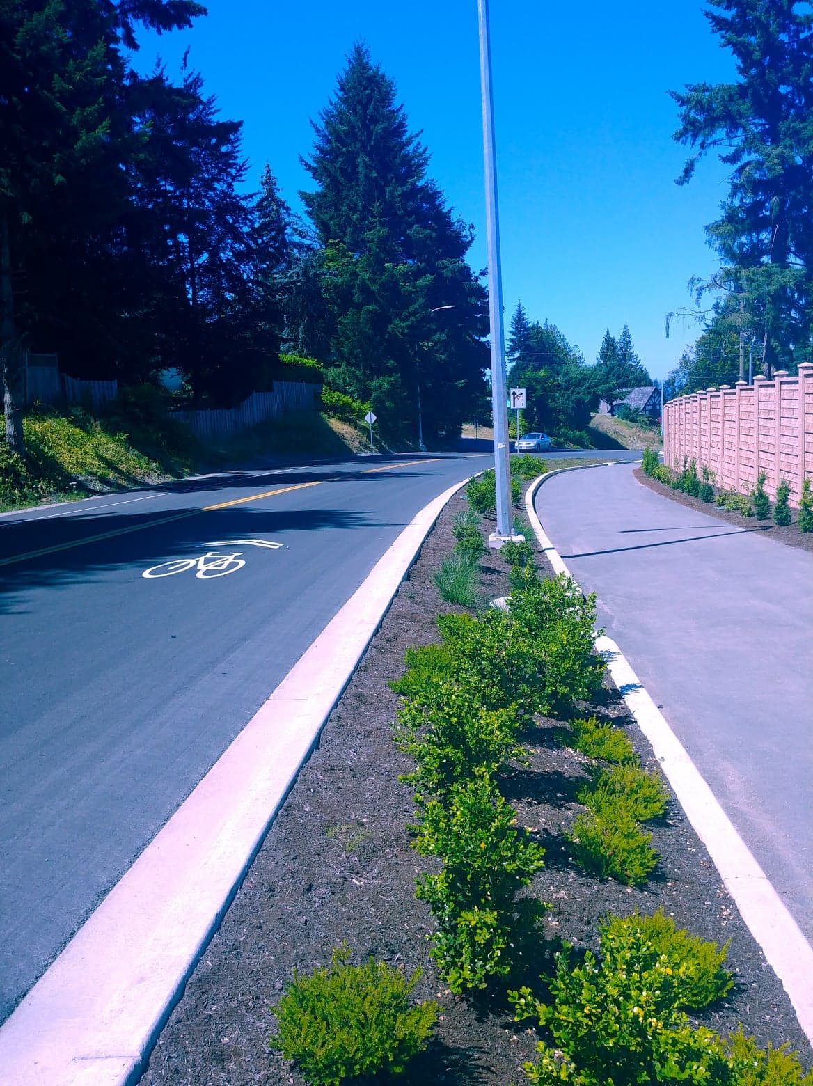 Shrubs planted along the pathway