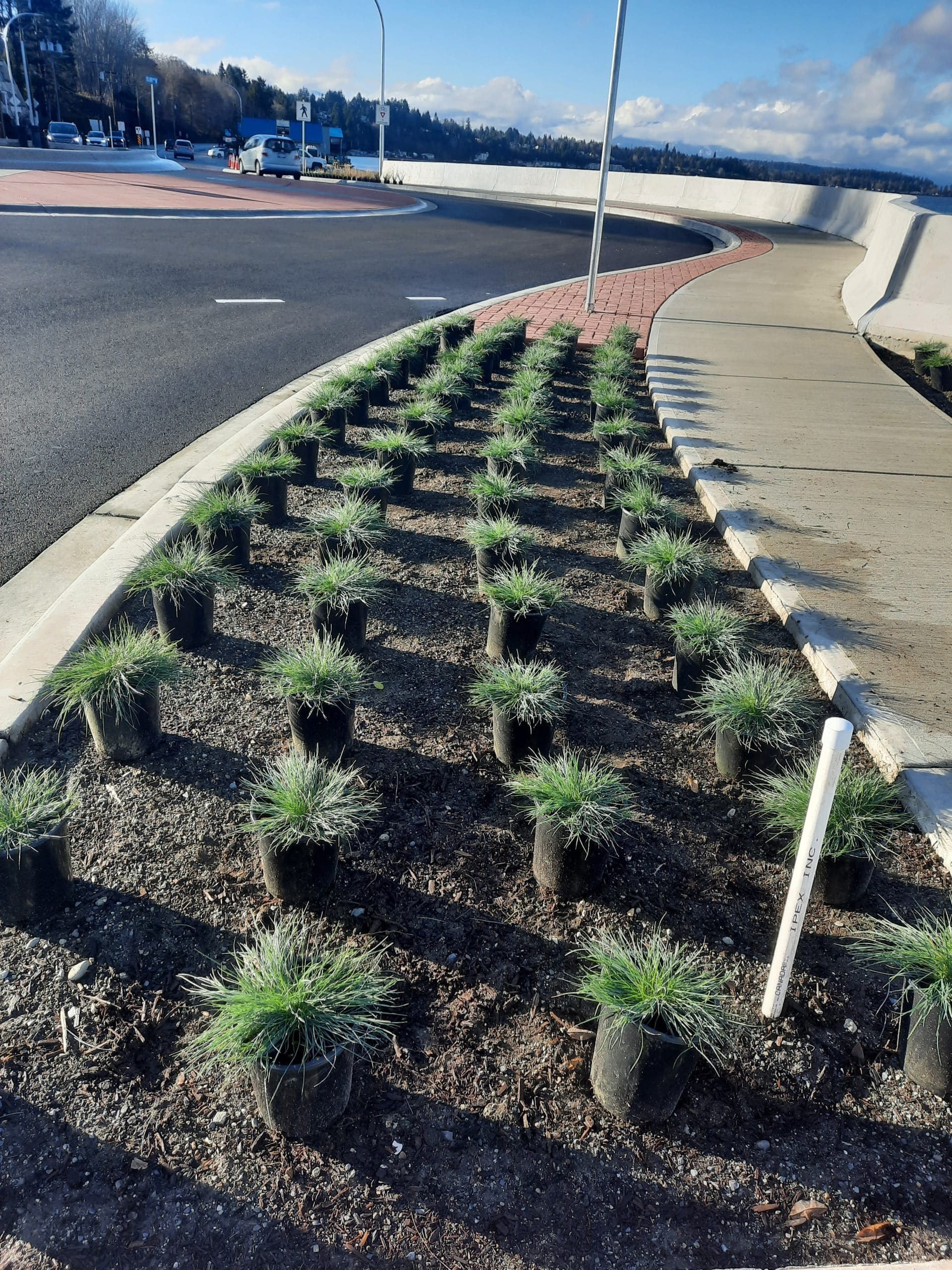 Plant bed at the Memorial Roundabout