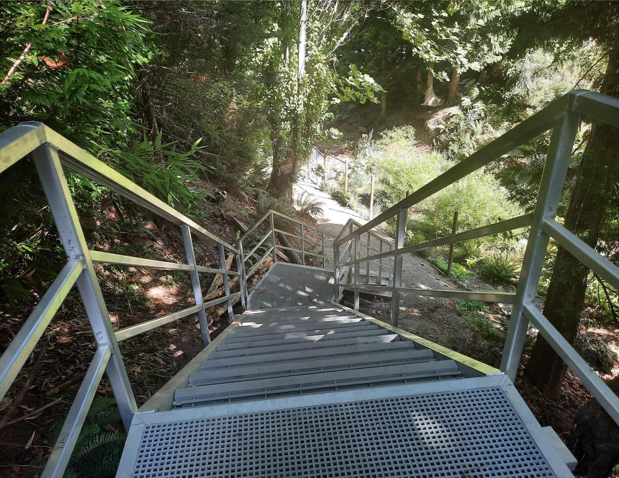 Photo of the Rodway Trail stairs.