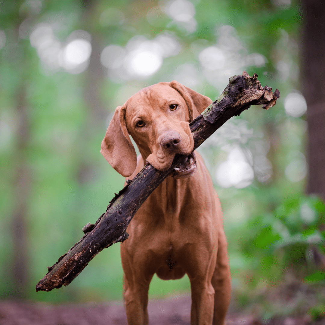 Brown dog in a green forest with a large stick in its mouth.