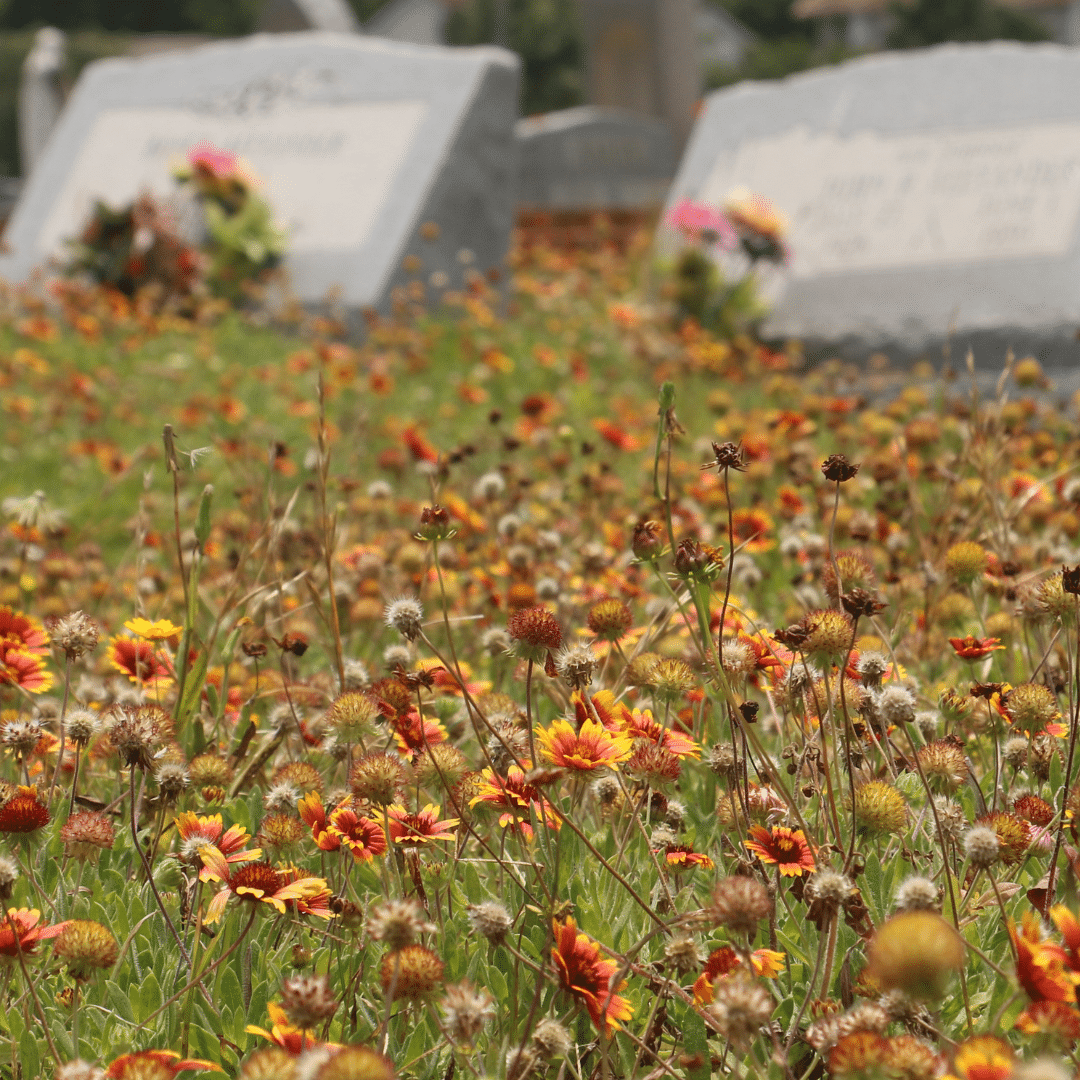 Cemetery with coloured flowers.