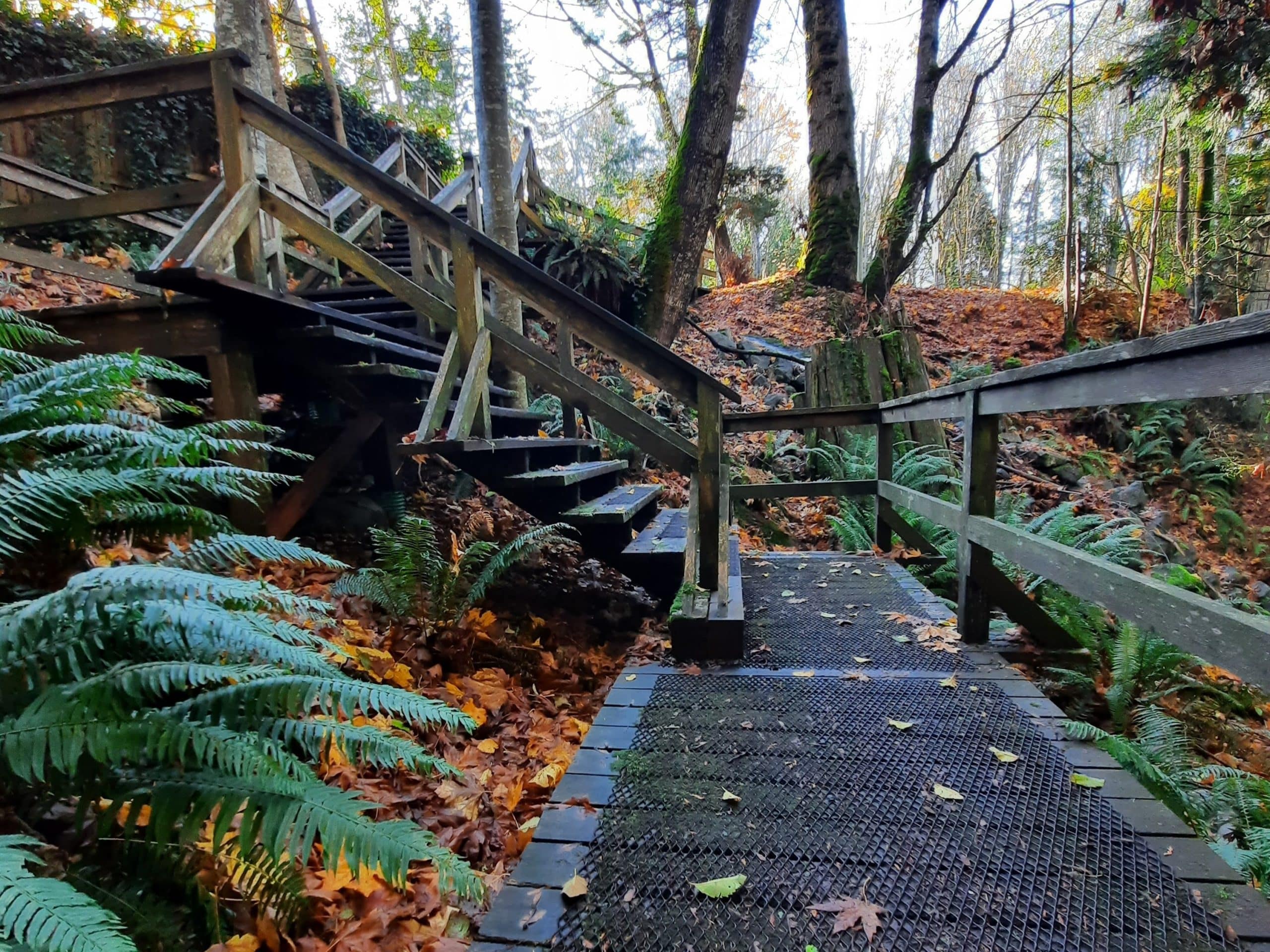 A forest walking trail with wooden stairs and pathways surrounded by lush ferns and tall trees, with fallen leaves adding autumn colors to the scene.