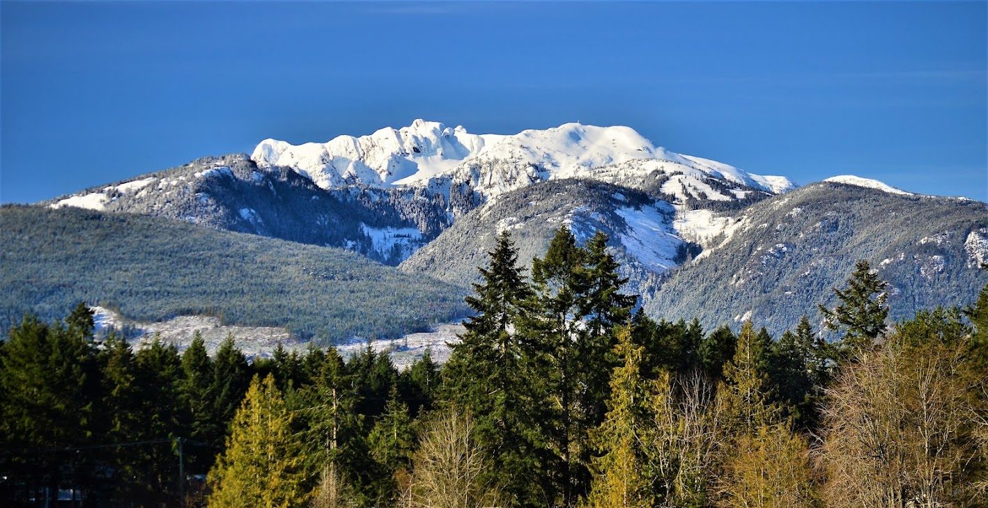 A clear blue sky over snow-capped mountains, with a lush green forest in the foreground.