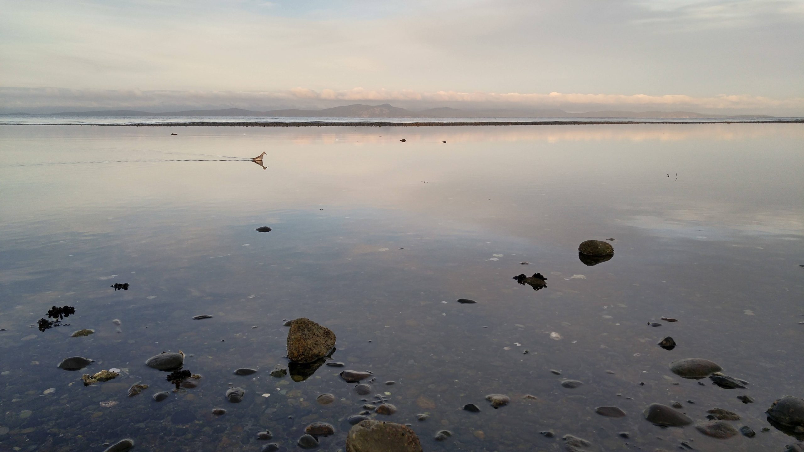 A close up of the water on a beach, with rocks and a bird in the background.