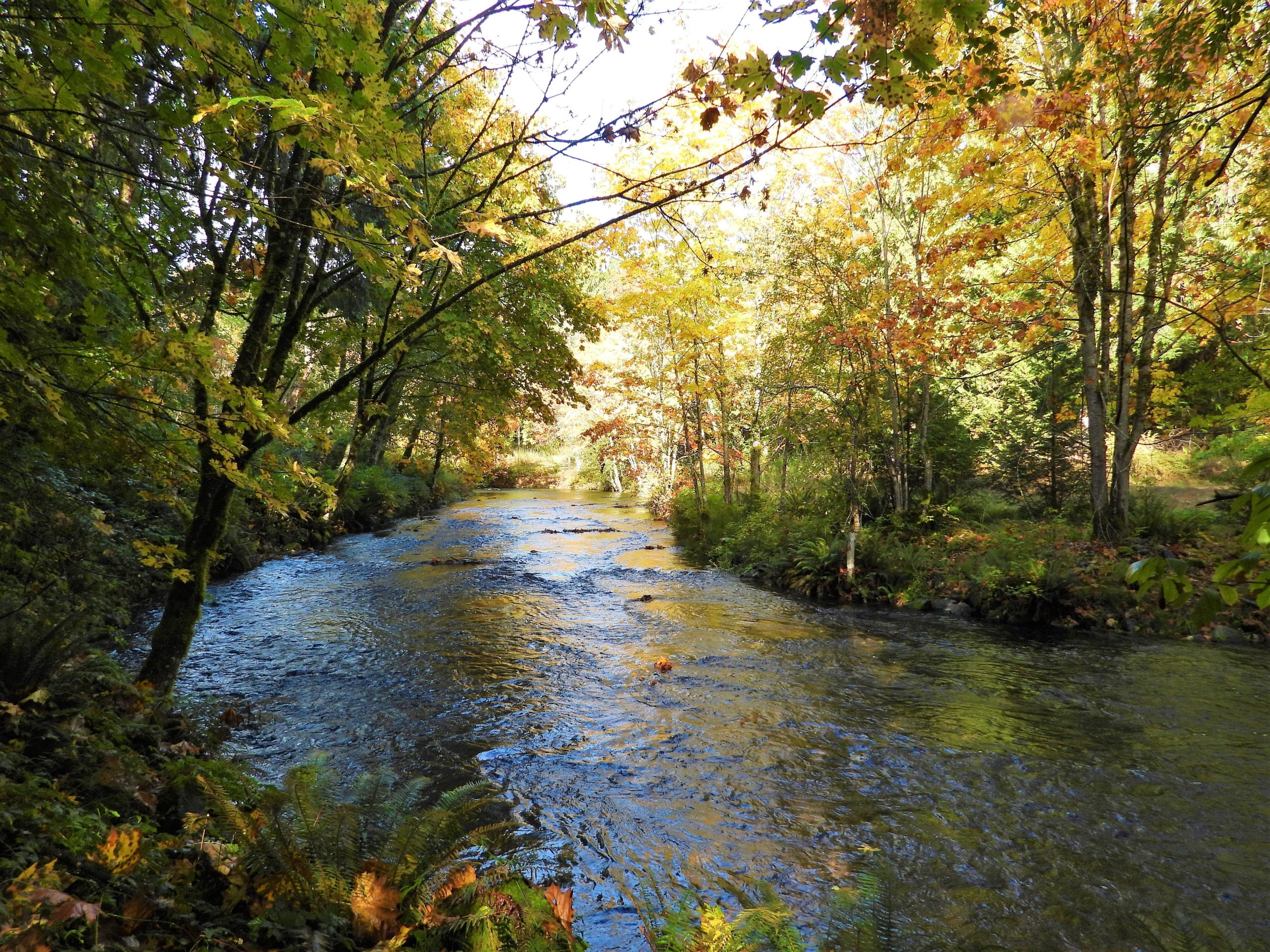 Forest with a river in the middle.