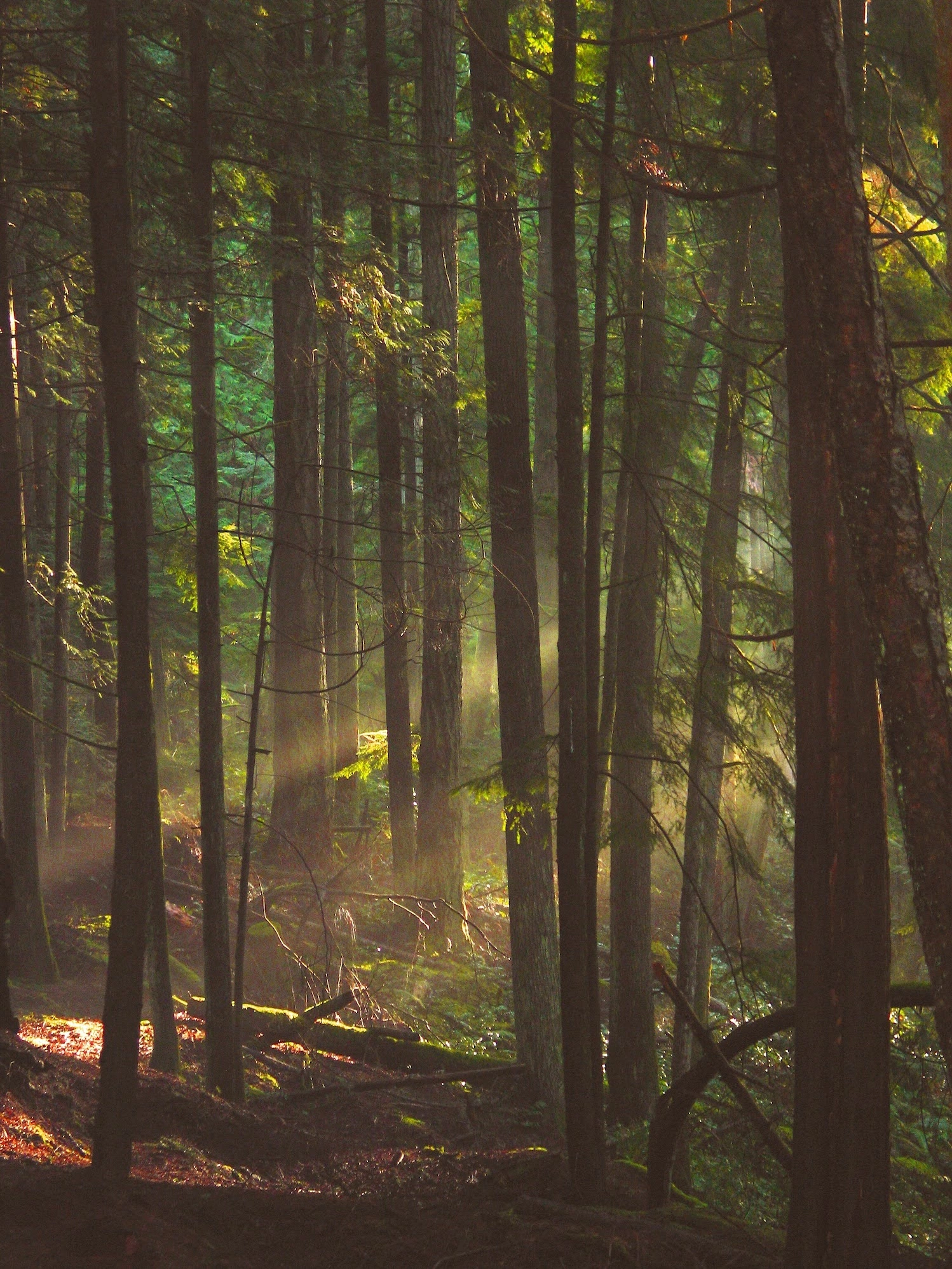 Rays of sunlight coming through trees in a forest.