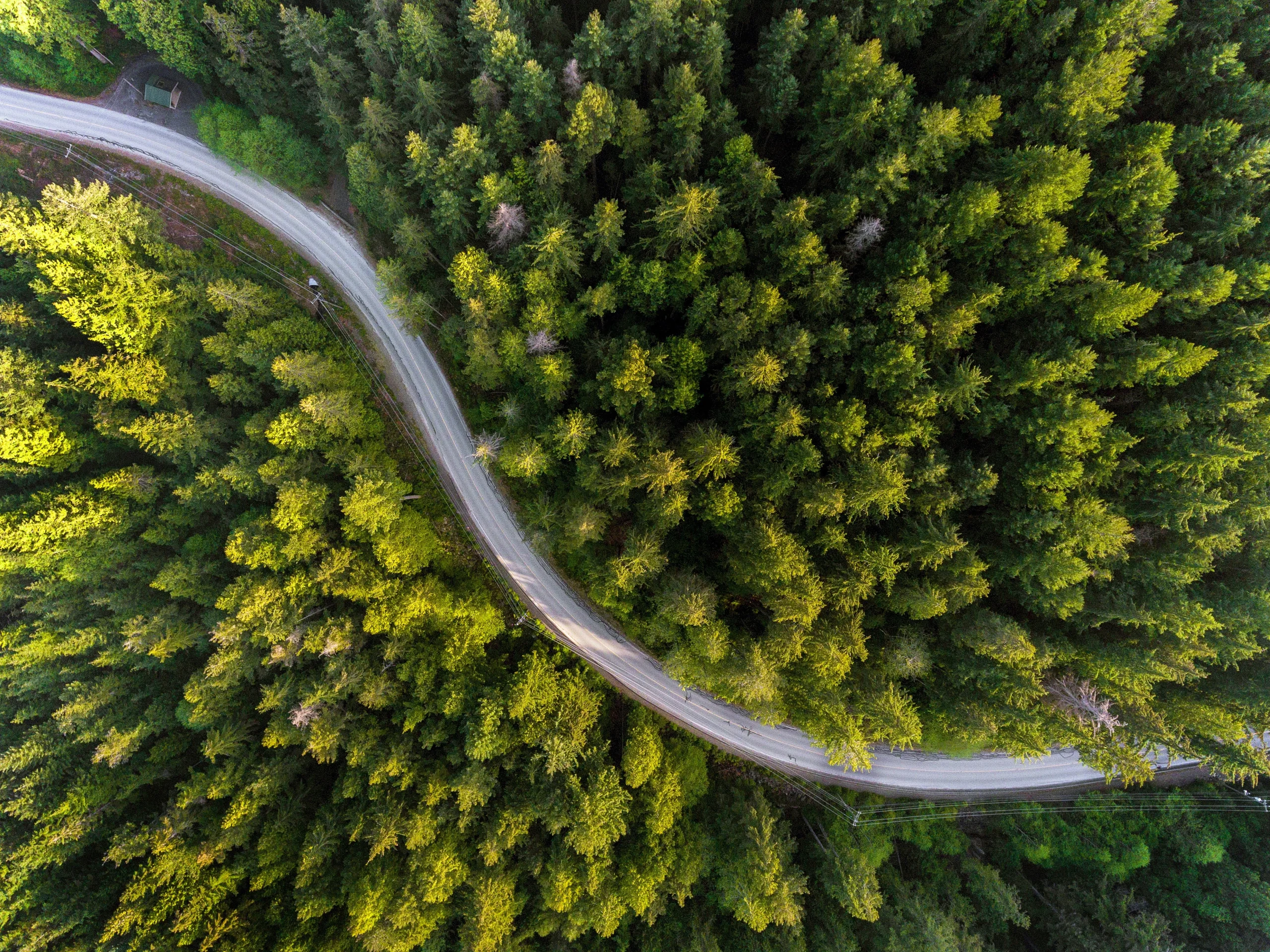 Aerial photo of winding road in thick forest.