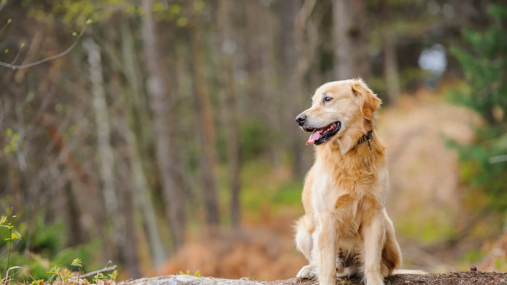 Golden retriever dog on a forested trail.