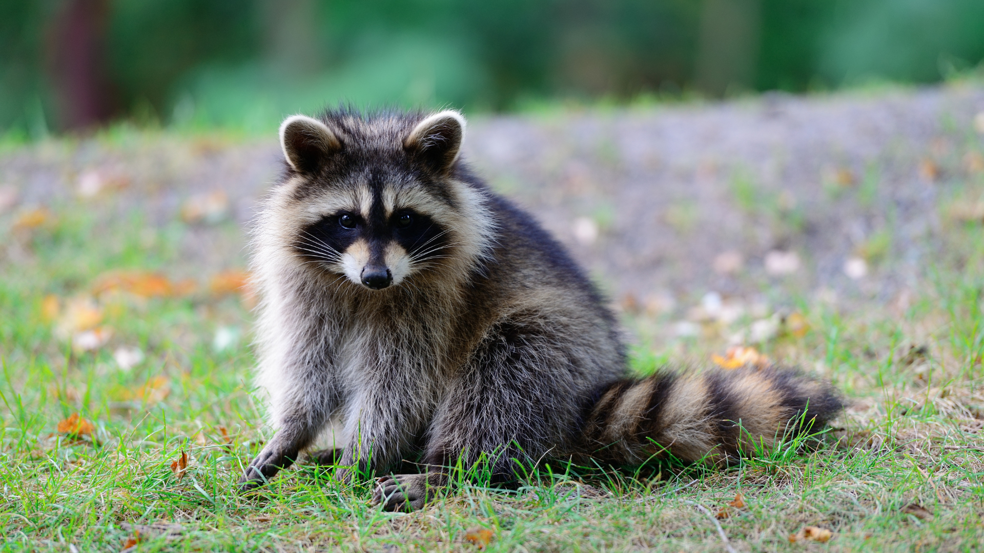 Raccoon on grassy lawn.