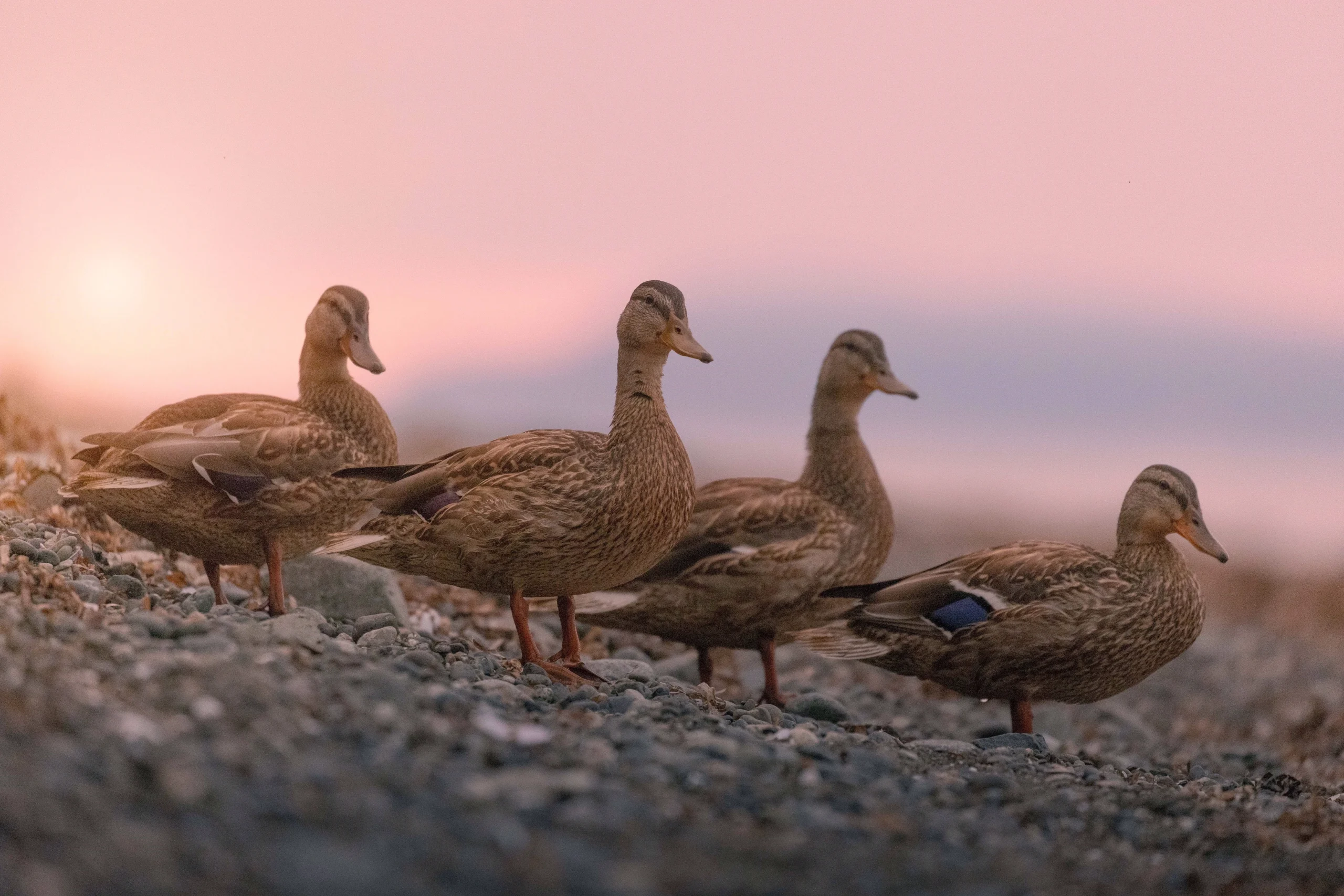 Four ducks on a stony beach. The sky is pink with sunset in the background.