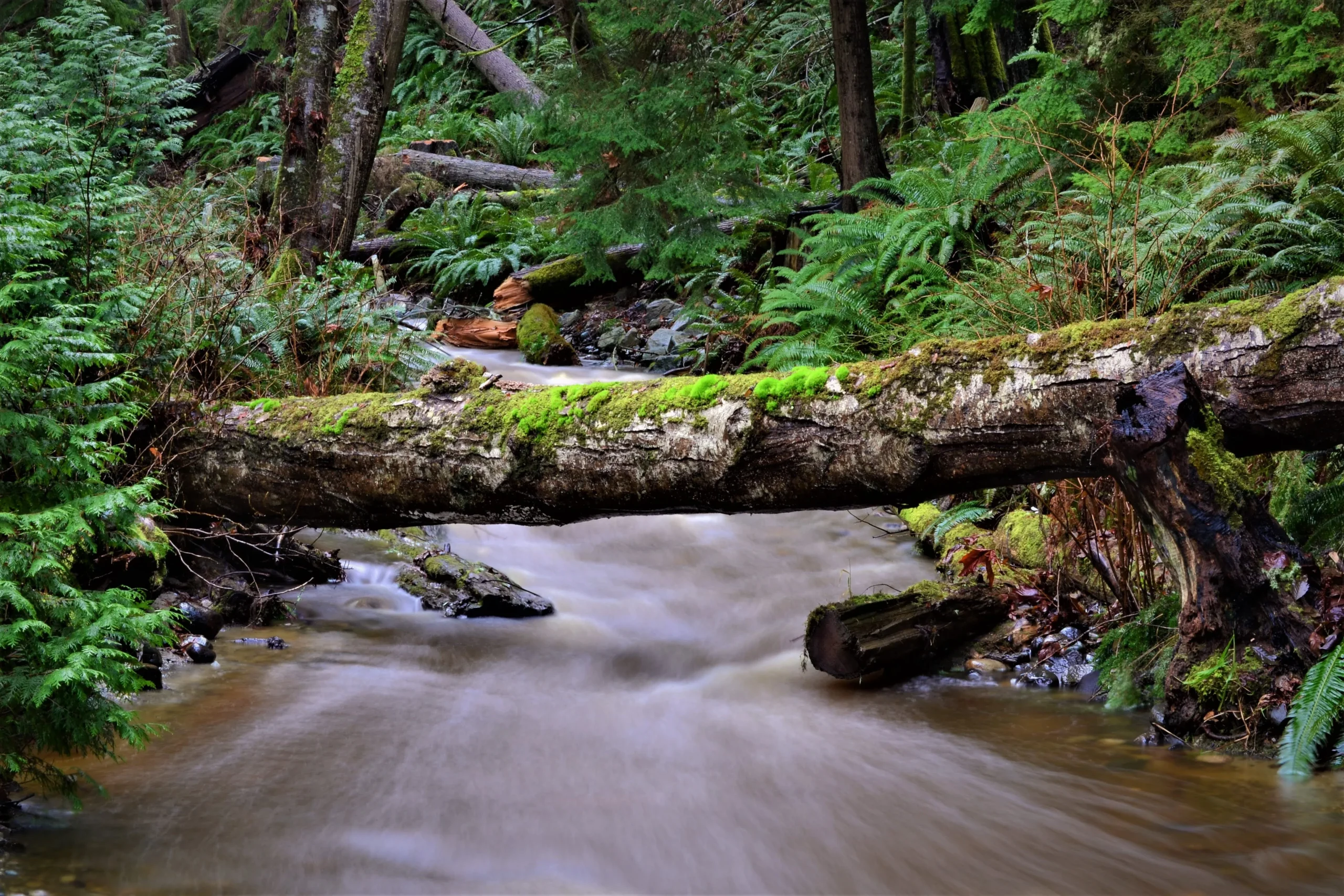 A fallen tree is overtop a fast running river in a thick forest of ferns and green foliage.