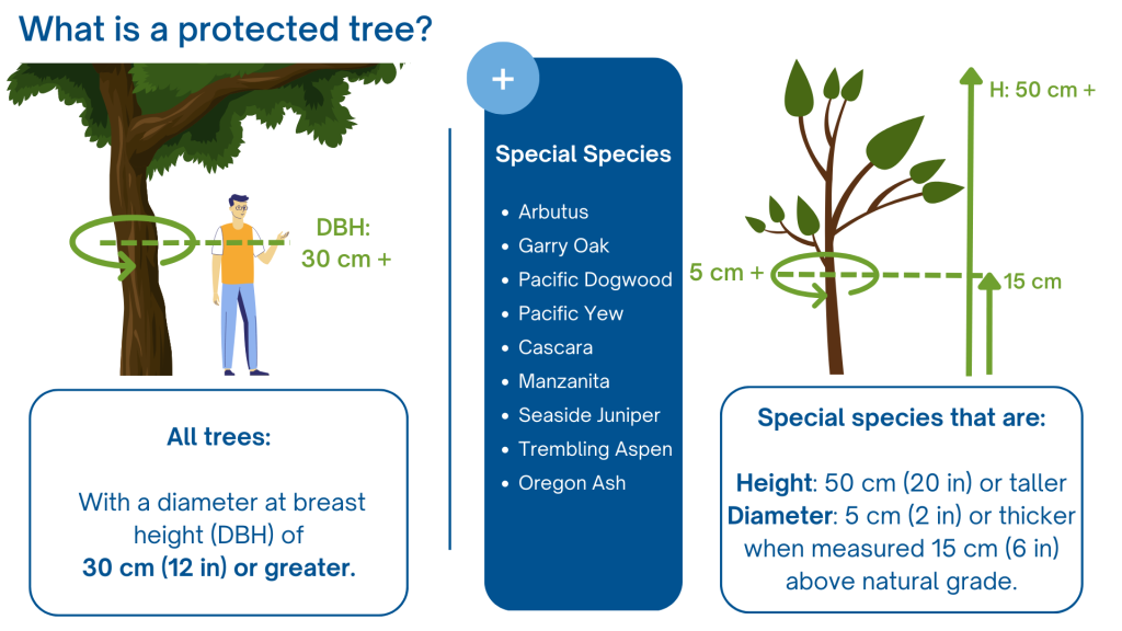 What is a protected tree? All trees with a diameter at breast height (DBH) of 30cm (12 in) or greater. Special species, including: Arbutus, Garry Oak, Pacific Dogwood, Pacific Yew, Cascara, Manzanita, Seaside Juniper, Trembling Aspen, Oregon Ash. Special species that are: 50cm (20in) or taller in height, 5cm (2in) or thicker in diameter, when measured 15cm (6in) above natural grade.