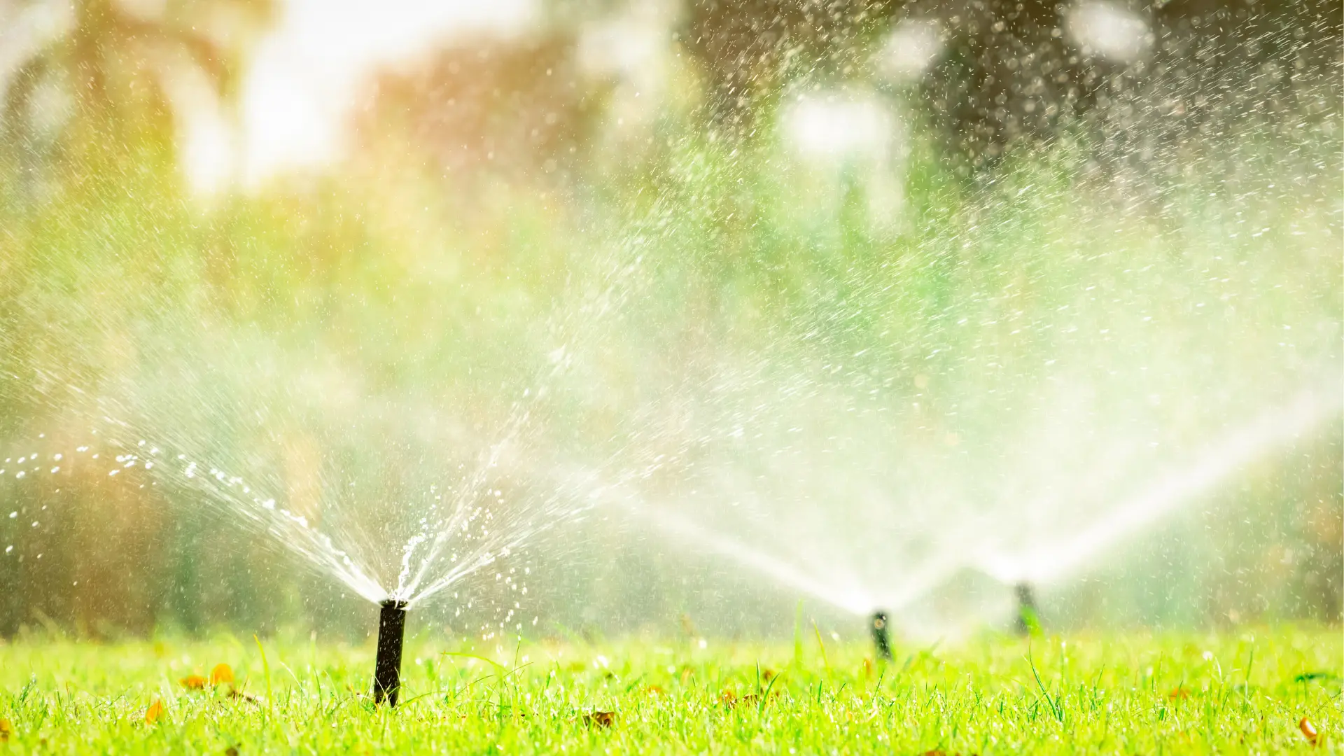 Sprinklers on green lawn.