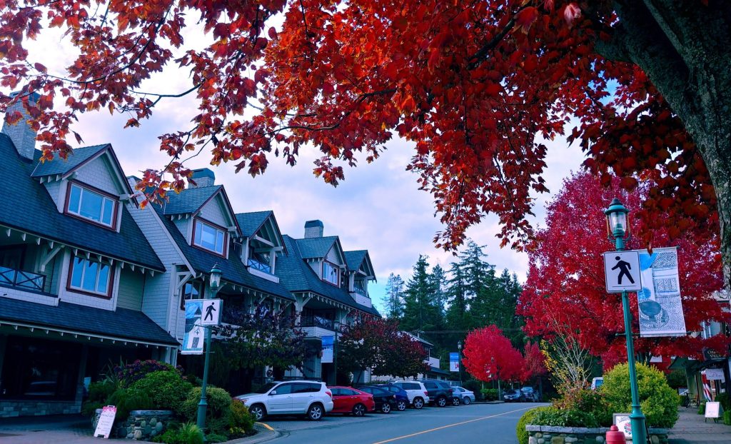 A crosswalk on a quiet street with houses in the background and a red maple tree in the foreground, showing trees that would be covered in the Urban Forest Master Plan.