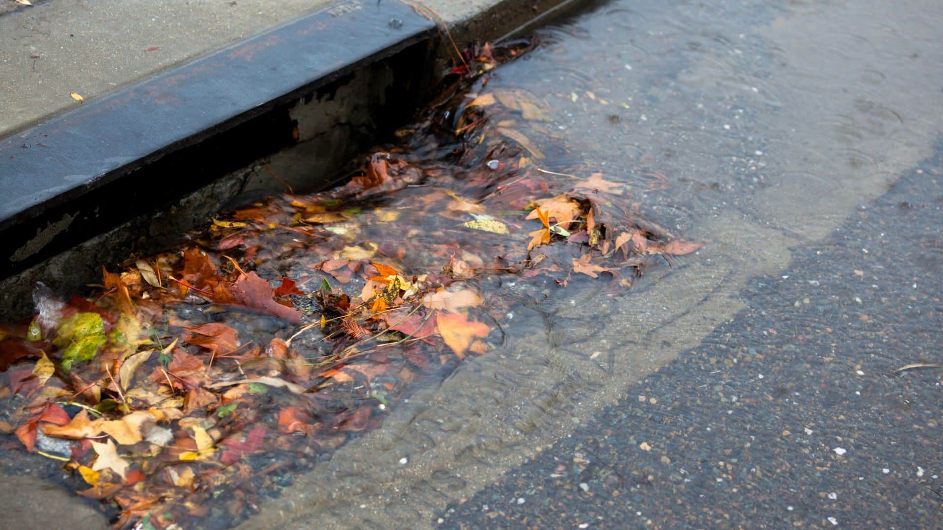 A flooded storm drain, blocked by fallen leaves.