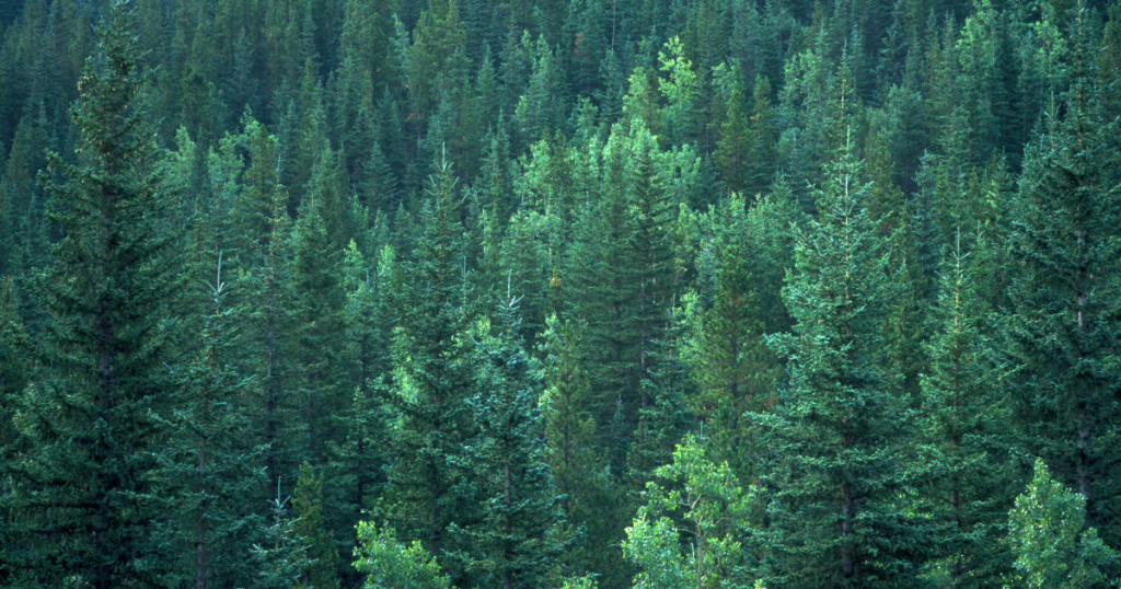 Thick forest viewed from above.